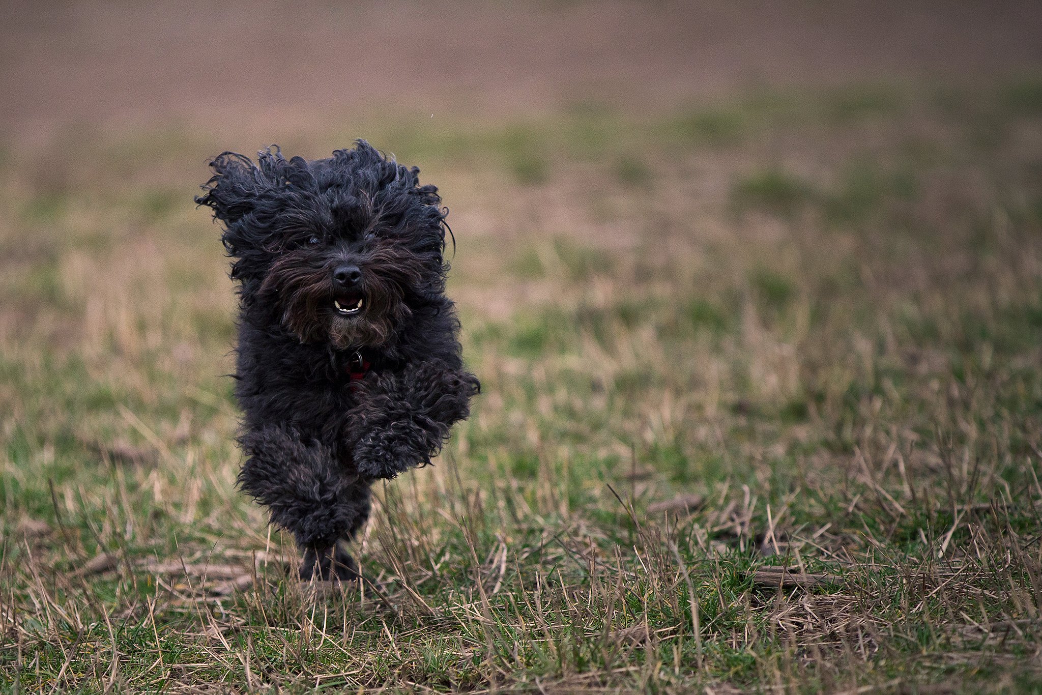 Perro negro corriendo con energía a través de un campo.