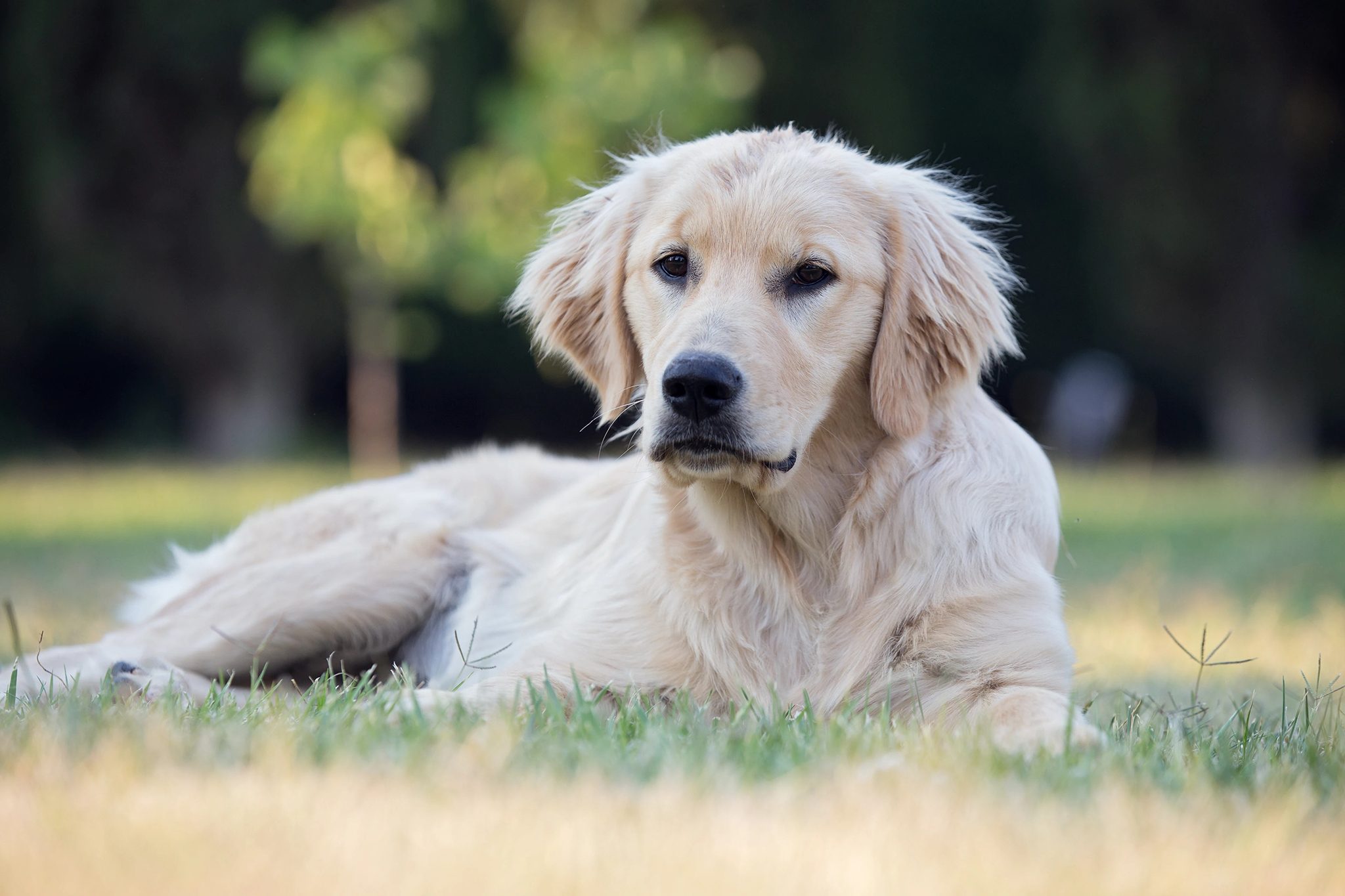 Cachorro de pelaje claro recostado sobre el pasto.