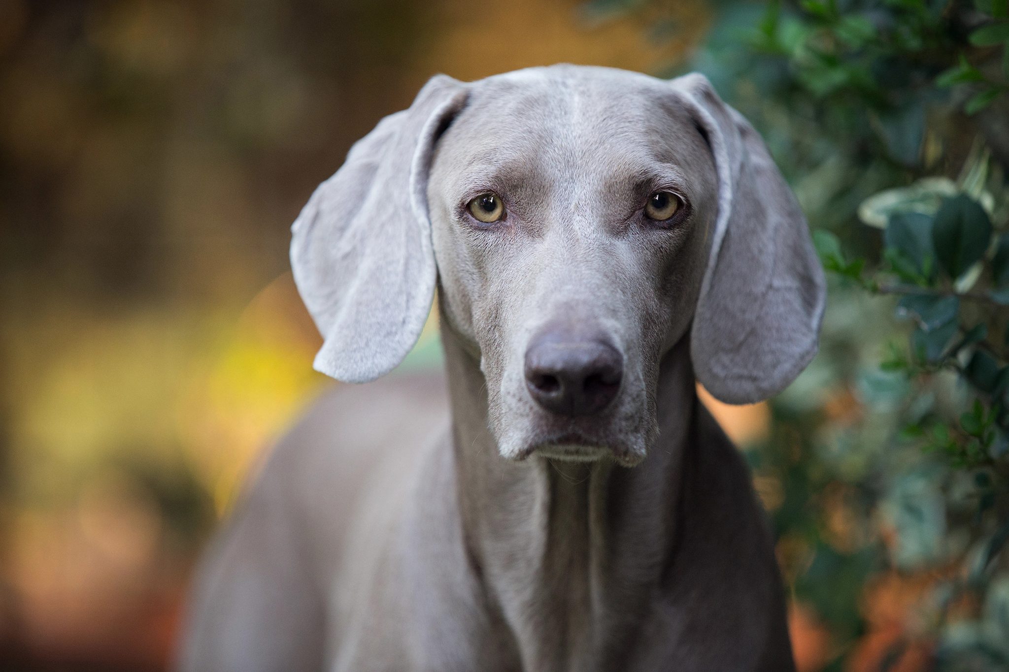 Retrato cercano de un perro gris mirando directamente a cámara.