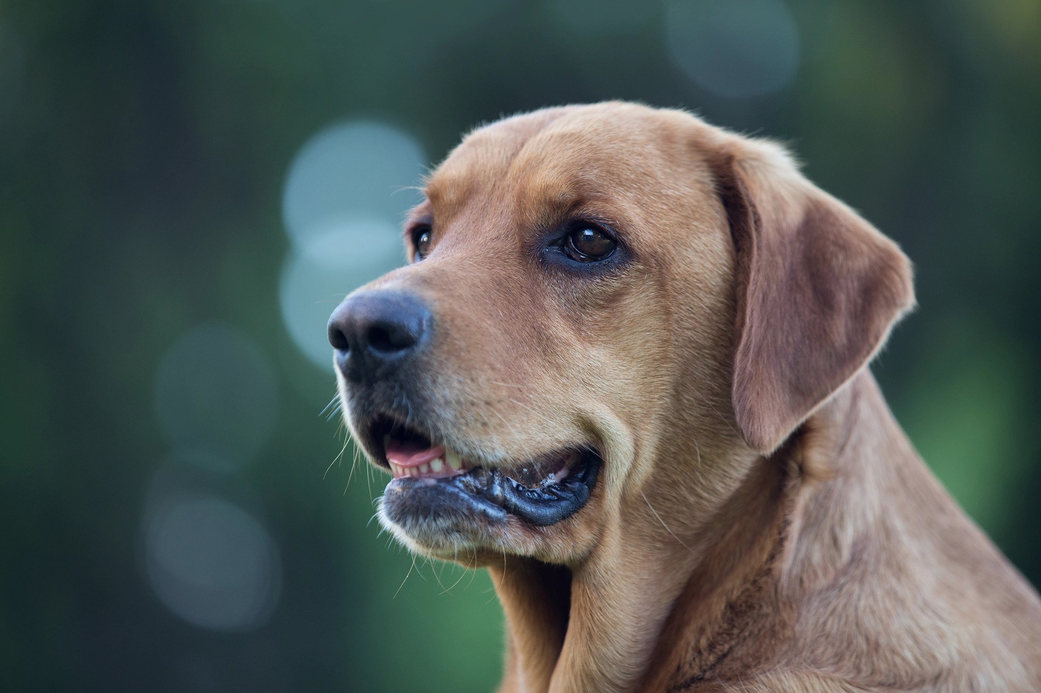 Retrato cercano de un perro café mirando hacia un costado.