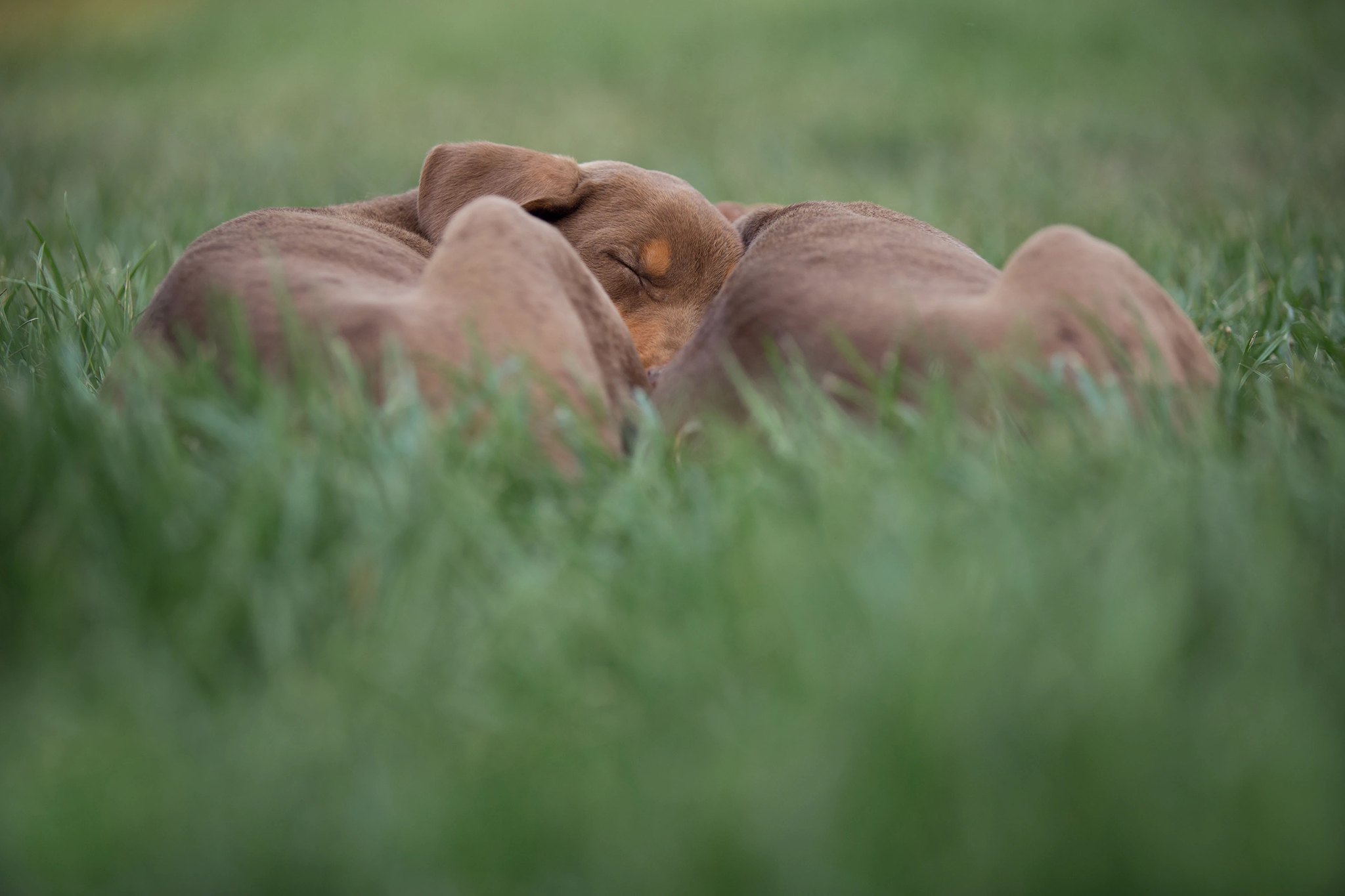 Grupo de cachorros descansando juntos entre el pasto.
